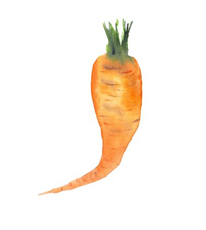 Watercolor realistic illustration of an orange carrot, hand-drawn, on a white background, isolated. Vegeterian and vegan food illustrationの写真素材