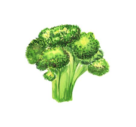 Bright watercolor hand-drawn broccoli illustration on a white background isolated. Vegeterian and vegan food illustrationの写真素材