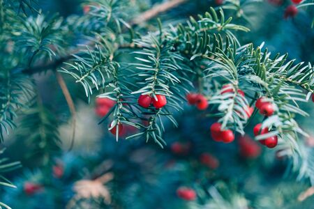 Coniferous tree branch with red berries on a blue soft background. Yew tree with mature bright fruit...