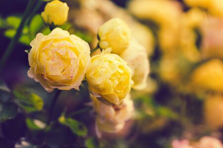 Delicate yellow roses on a blurry background of rose bush and buds. Floral natural gentle background. Blooming flowersの写真素材