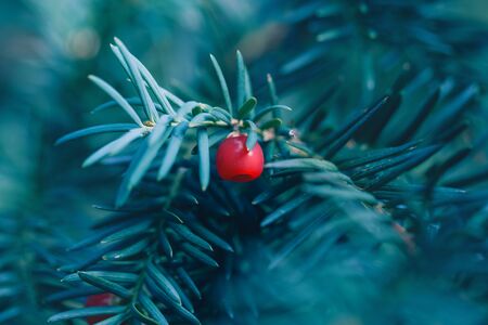 Coniferous tree branch with red berries on a blue soft background. Yew tree with mature bright fruit cones close-up. Natural conifer evergreen holiday backgroundの写真素材