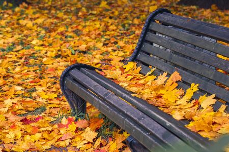 Park bench strewn with autumn yellow maple leaves. Wooden bench on a background of autumn leaves