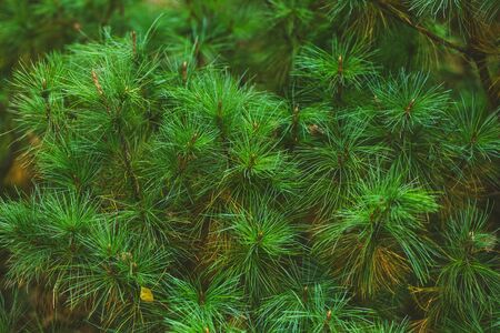 Emerald forest background of pine tree branches for Chistmas and New Year design. Natural green...