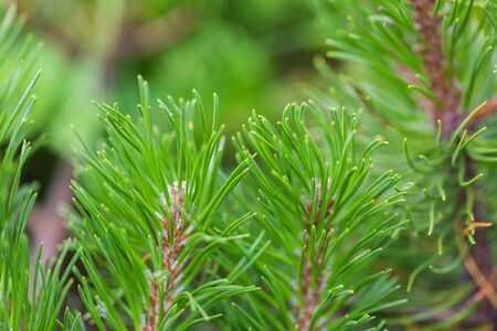 Beautiful juicy pine branches on a blurred background. Festive natural background. Forest pine trees