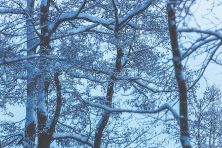 Natural forest winter background. Trunks and branches of trees in the snow. Hoarfrost on the...