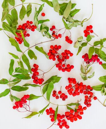 Natural ornamental background of bunches of red rowan berries and green leaves on white surfaceの写真素材