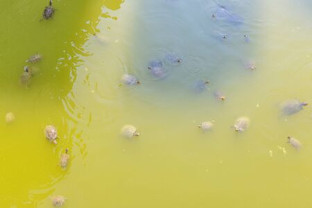 Many little newborn turtles in river green waterの写真素材