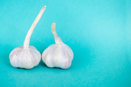 Two white and purple garlic heads close-up on a beautiful turquoise blue background. Food background. Free space for text.の写真素材