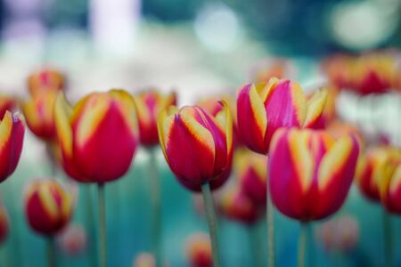 Vibrant tulip flowers close-up. Red with yellow petals. Tulip field in spring. Colorful bright...
