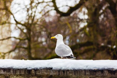 Seagull in the snow on a background of bare tree branches. Beautiful winter background of interwoven branches. Seagull in an urban environmentの写真素材