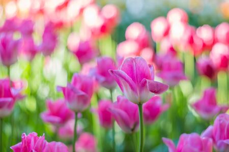 Bright juicy tulip flowers close-up. Pink with white petals. Tulip field in spring. Colorful vivid spring landscape. Natural sunny backgroundの写真素材