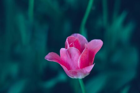 Delicate pink tulip flower close-up on blurred turquoise background of leaves. Colorful gentle spring landscape. Natural soft background for design, free space for textの写真素材