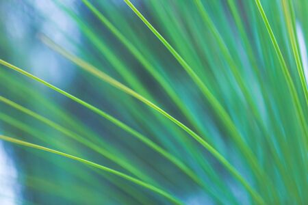 Abstract green background of a tropical palm leaf. Lines and shadows. Emerald natural juicy background. Striped organic background with free space for textの写真素材