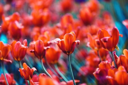 Red tulip flowers. Lush tulip field in spring. Natural floral background for design, cards, posters,...
