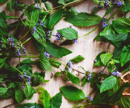 Background of twigs and flowers of mint. Background for seasonal aromatic tea. Fresh mint herbal...