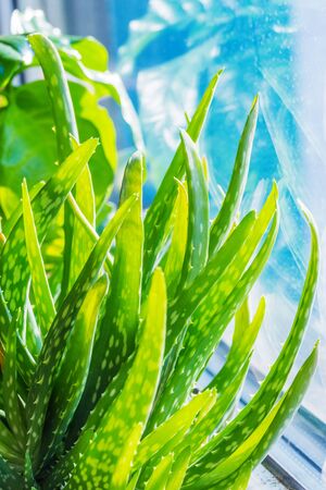 Aloe vera leaves background. Natural background of fleshy bright green leaves. Plant for natural skin care, alternative and herbal medicine, first aidの写真素材