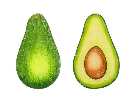 Avocado whole and sliced with the seed. Sliced avocado fruit. Marker hand-drawn illustration on a white background isolated. Healthy Food and Fruitsの写真素材