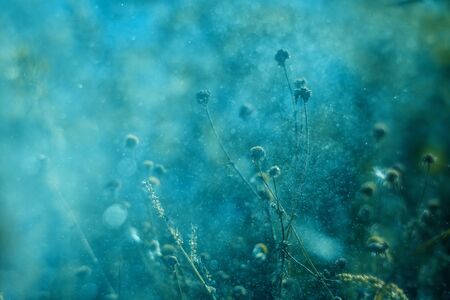 Soft turquoise background with grassy plants, sprays and flares. Free space for textの写真素材