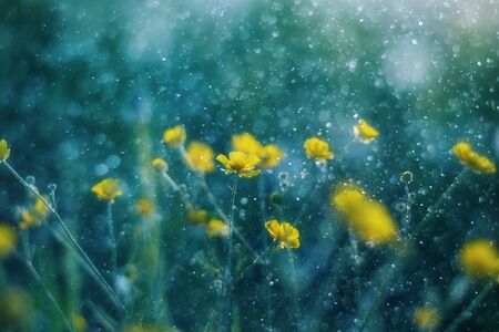 Turquoise flower background with yellow buttercups in splashes and light flares. Flowers in the rain...