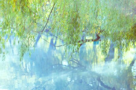 Soft light green background. Natural background of leaves. Hanging branches of weeping willow tree and water surfaceの写真素材