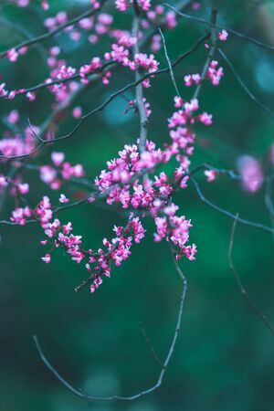 Purple flowers of Cercis canadensis on dark emerald green background. Delicate floral background. Pink flowers on a blurry green background. Blooming tree. Panoramic spring view.の写真素材