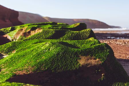Algae-covered stones. Beautiful green stones on the seashore. Natural emerald background and...