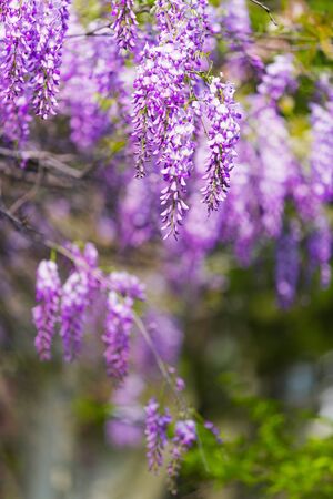 Clusters of wisteria flowers. Hanging purple wisteria flowers. Wisteria climbers on wooden trellis. Spring blooming landscape.の写真素材