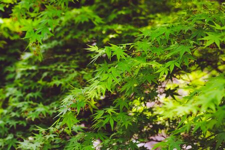Fresh spring background. Maple branch. Green foliage of Japanese maple. Natural background of maple leaves in the sun raysの写真素材