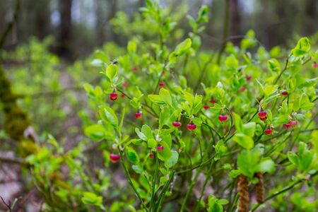 Young red bilberry on bush. Bright natural blueberry shrubs. Green fresh leaves. Healthy food background. Picking blueberries in the forest. Recreational leisure