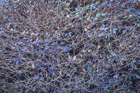 Purple leaves. Natural background of twigs and violet leaves. Thick crown. Interweaving branches....