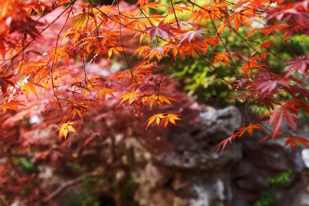 Red leaves of japanese maple. Panoramic Japanese landscape. Natural autumn background. Bright maple...