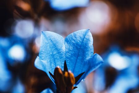 Blue bell flower close-up. A bluebell on a blurry background with free space for text. Floral background. Cute romantic flowerの写真素材