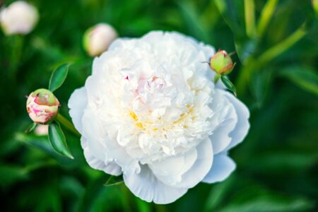 Peony flower. Delicate flower petals. White floral background. Closeup of summer flowers. Macrophotography. Great for cards, greetings, wedding decorationの写真素材
