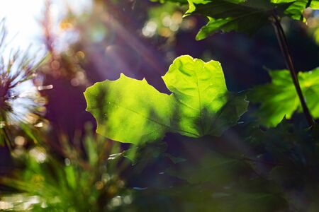 Fresh spring background. Norway maple leaf close-up with veins. Bright green leaf in the sun rays....