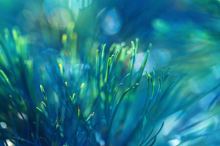 Abstract turquoise colorful background. Picturesque conifer needles. A closeup of a pine branch....