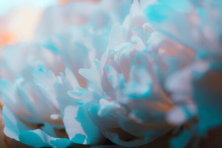 Beautiful blue flower petals. Flowering peony bush close-up. Toned photo. Soft cream colored and blue floral background. For greetings, cards, celebrations and weddingsの写真素材
