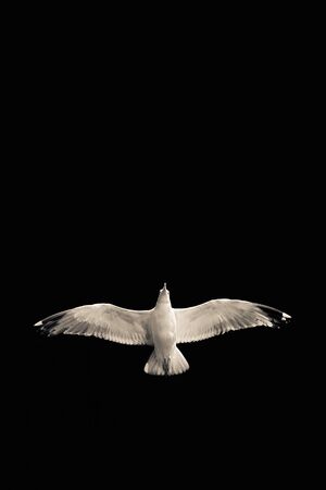 Confident bird leader. Clear direction of travel. Seagull on a black background. Spread wings. Bird in flight. Motivational wallpaper with free space for textの写真素材