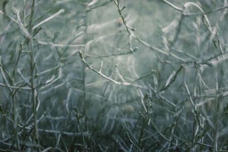 Abstract floral horizontal background. Blurred twigs and sprigs. Grey natural background. Mysterious forestの写真素材