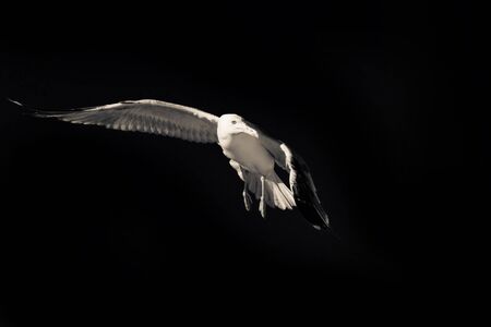 Confident bird leader. Clear direction of travel. Seagull on a black background. Spread wings. Bird in flight. Motivational wallpaper with free space for textの写真素材
