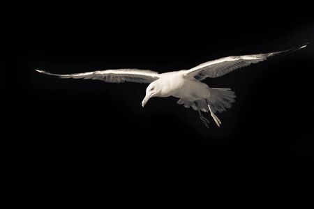 Confident bird leader. Clear direction of travel. Seagull on a black background. Spread wings. Bird in flight. Motivational wallpaper with free space for textの写真素材