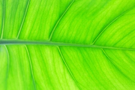 Green leaf macro texture. Bright green leaves background. Close-up of leaf veins and structure