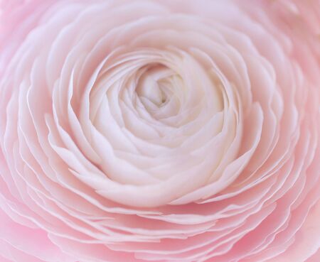 Soft floral background. Beautiful pink buttercup petals close up. Pastel colored ranunculus flower...