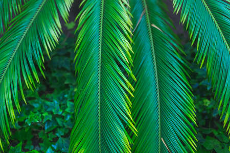 Tropical background of a evergreen palm leaf. Bright cycas plant. Emerald green natural juicy background.の写真素材