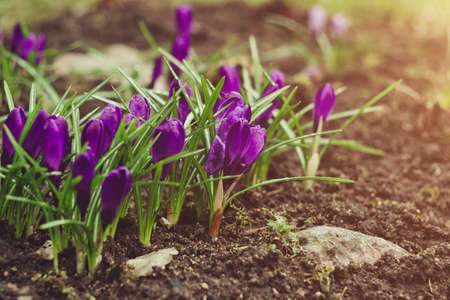 Purple crocus flowers. Crocuses in the garden in the sunlight. Abundant flowering in spring and autumn. Floral botanical backgroundの写真素材