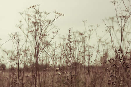Dry grass and herbs background. Beautiful background with silhouette of field grass and flowers....