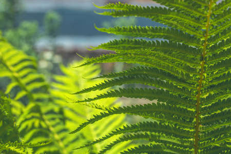 Fern leaves background. Bright sunny view. Abstract natural background. Fern frond close-up.