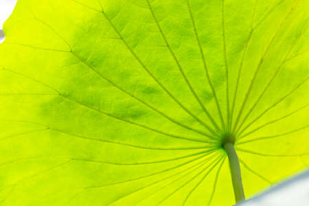 Lotus leaf close up. Veined leaf texture. Bright green leaves background. Plant silhouette in the...