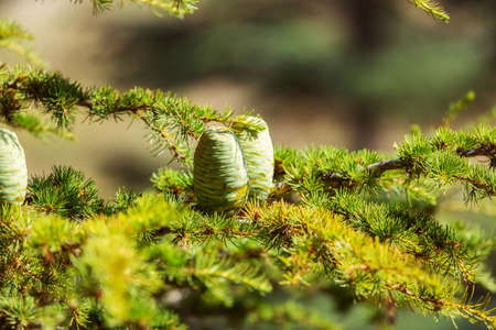 Branches and cones of the Lebanon cedar tree close-up. Beautiful juicy green needles on a blurred background. Coniferous evergreen tree. Conservation of endangered forestsの写真素材