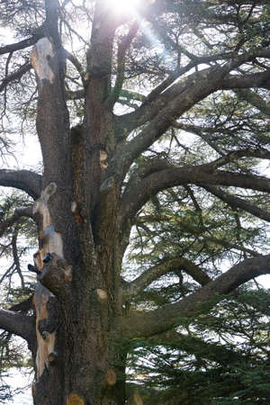 A huge Lebanon cedar. Massive ancient trunk, bark and branches. Silhouette of a tree in sunlight....