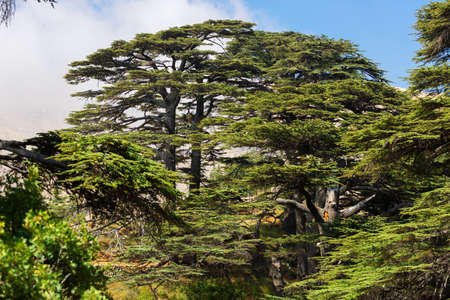 Crowns of Lebanon cedars with blue sky on background. The Cedars of God grove in Qadisha Valley on Mount Lebanon. Conservation of endangered forests. Beautiful lebanese landscapeの写真素材